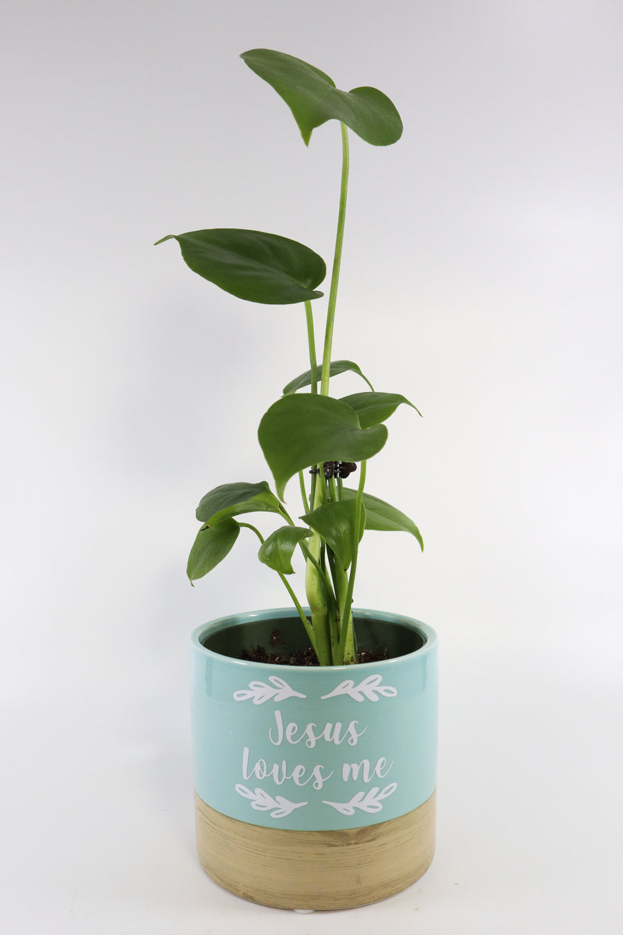 Monstera Deliciosa Plant in "Jesus Loves Me" Planter