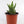 Load image into Gallery viewer, Aloe Nobilis &#39;Gold Tooth Aloe&#39; Succulent Plant in &quot;Jesus Loves Me&quot; Planter
