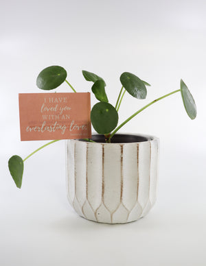 Pilea Peperomioides Live Plant in Ceramic White Retro Pot