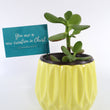 Load image into Gallery viewer, Jade Succulent Plant in Yellow Ceramic Flower Pot
