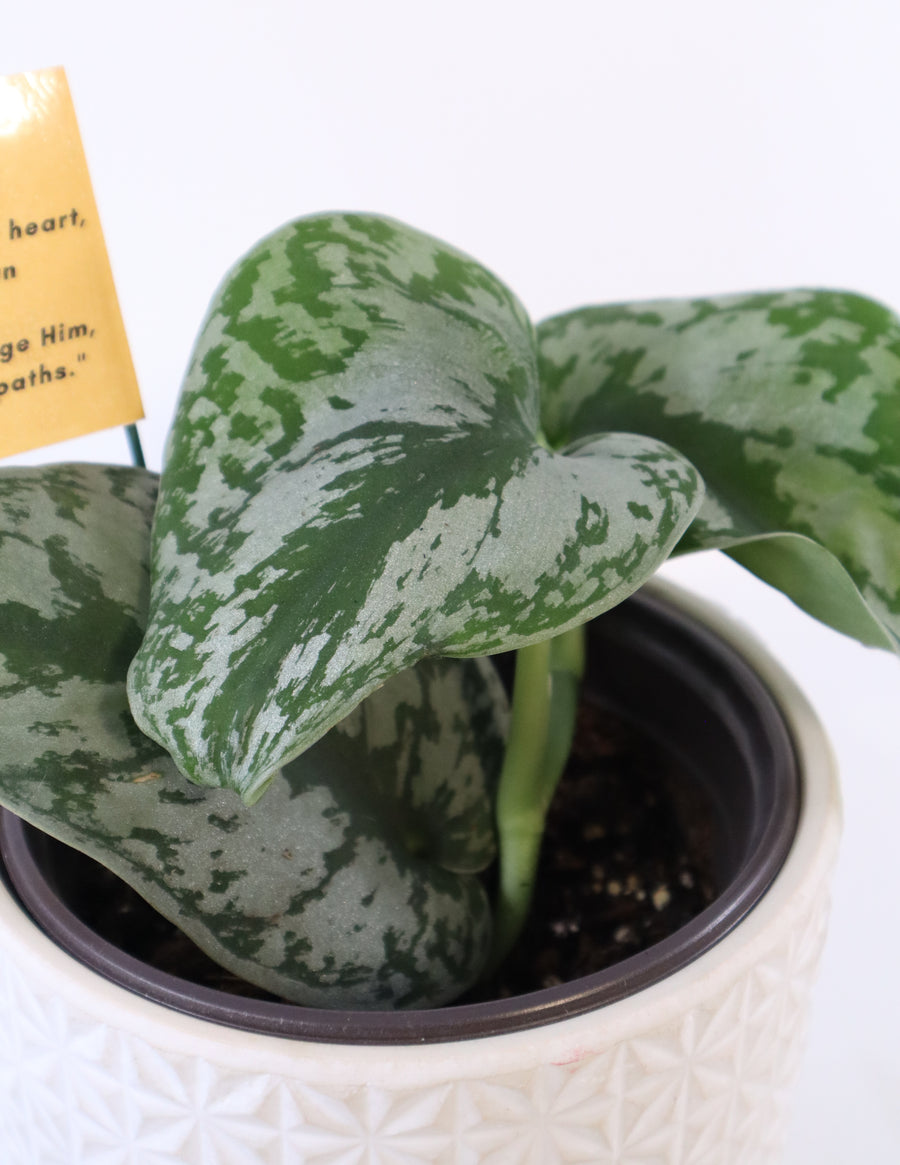 Scindapsus Pictus 'Exotica' Live Plant in Modern White Ceramic Plant Pot